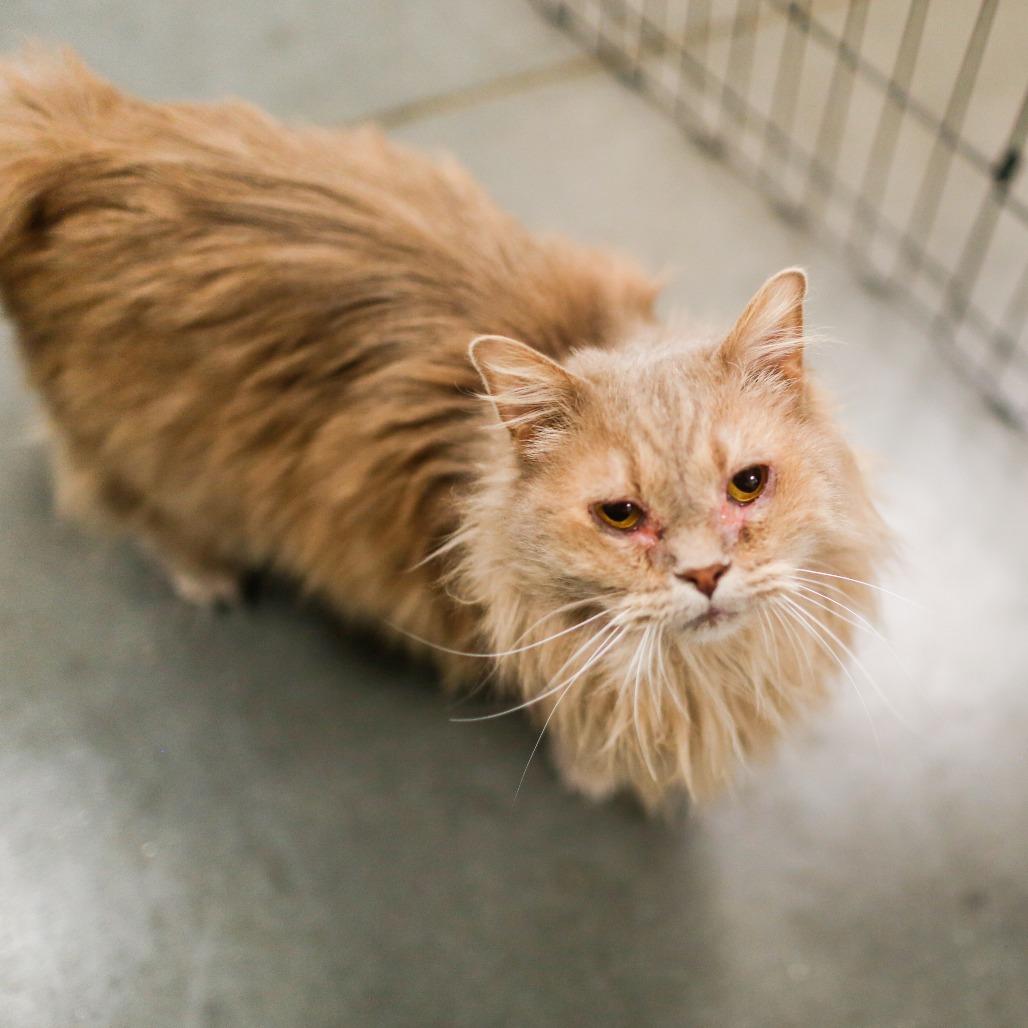 Willow, Adoptable, Adult Female Domestic Long Hair.