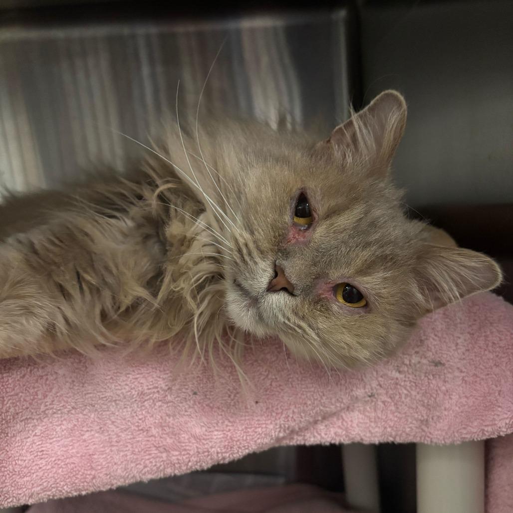 Enlarge Willow, a Adoptable Domestic Long Hair in Dover, NH image 4/6