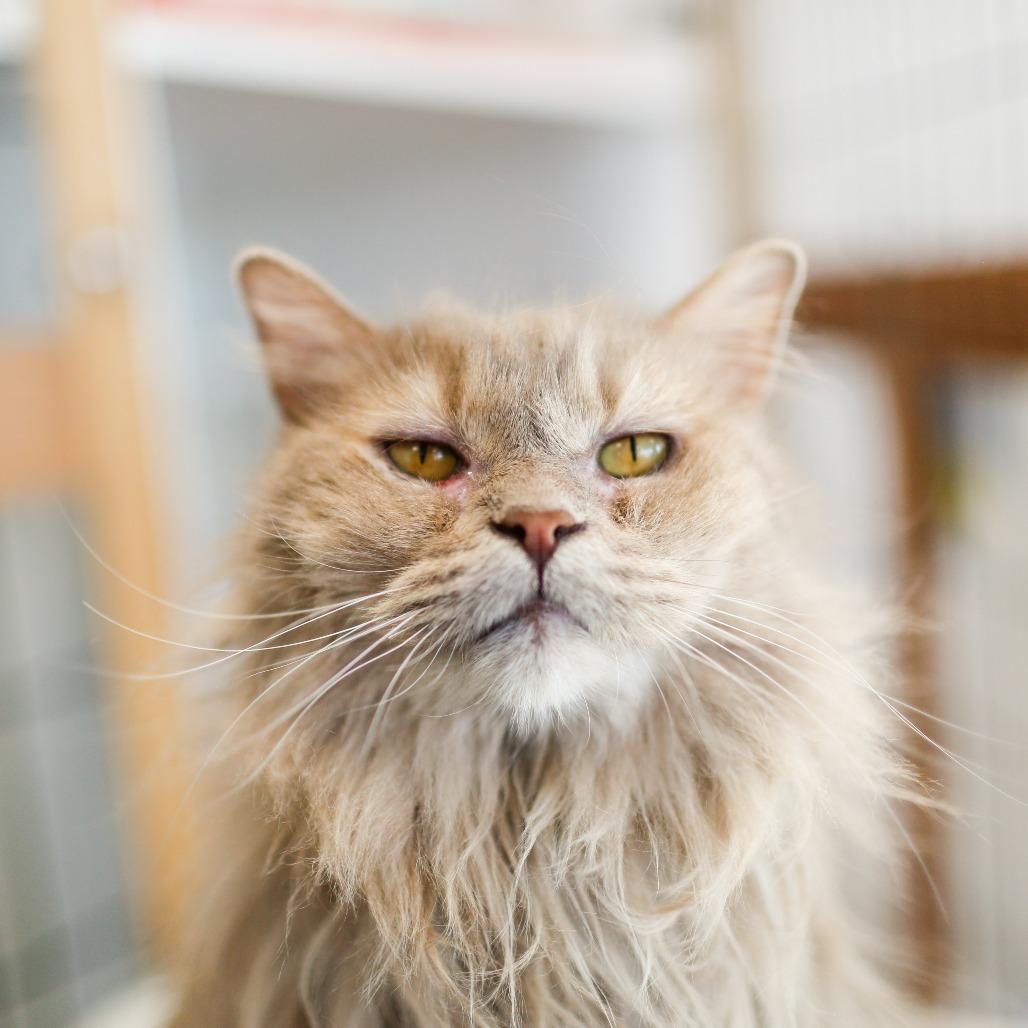 Enlarge Willow, a Adoptable Domestic Long Hair in Dover, NH image 5/6