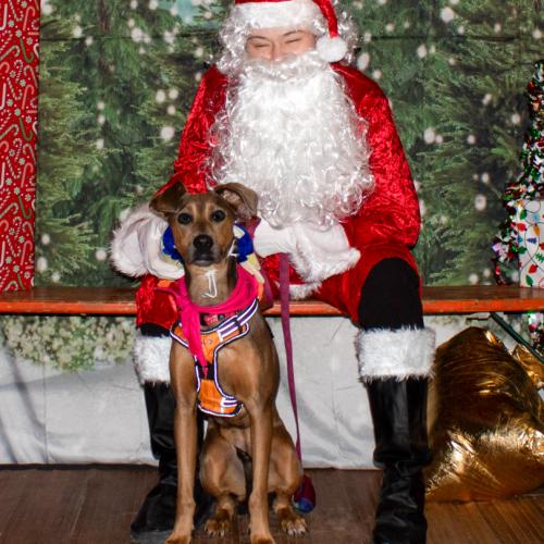 Enlarge Bambi, a Adoptable mixed breed in Washington DC, DC image 1/6