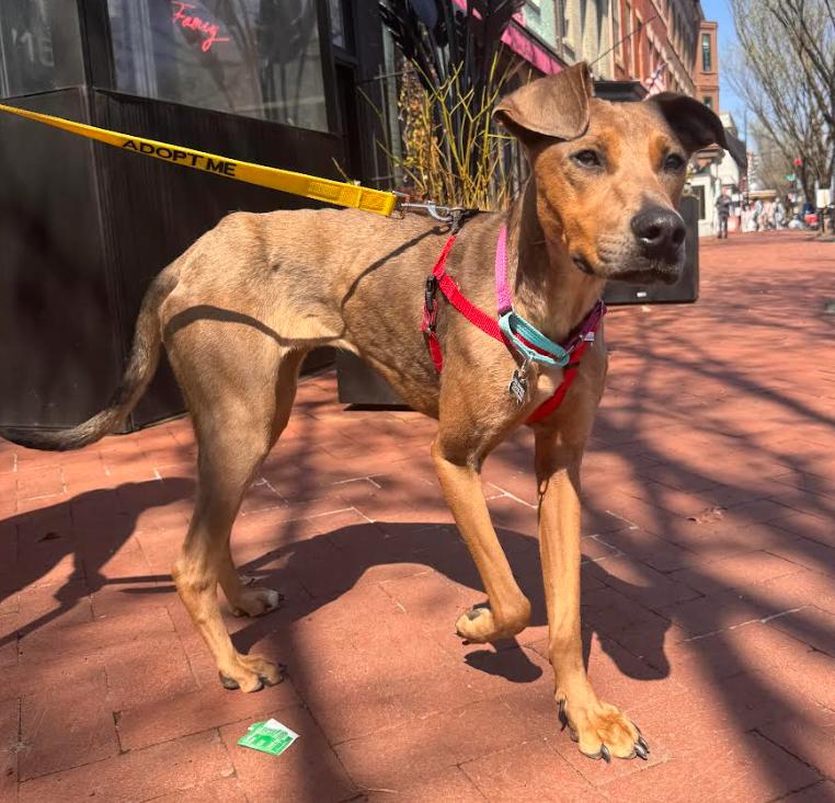 Enlarge Bambi, a Adoptable mixed breed in Washington DC, DC image 2/6