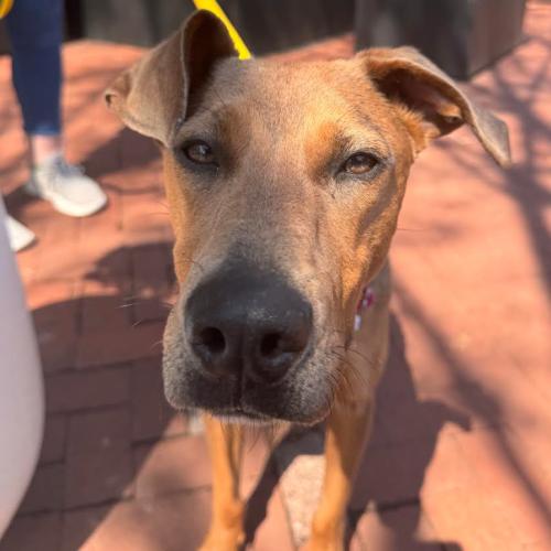 Enlarge Bambi, a Adoptable mixed breed in Washington DC, DC image 3/6