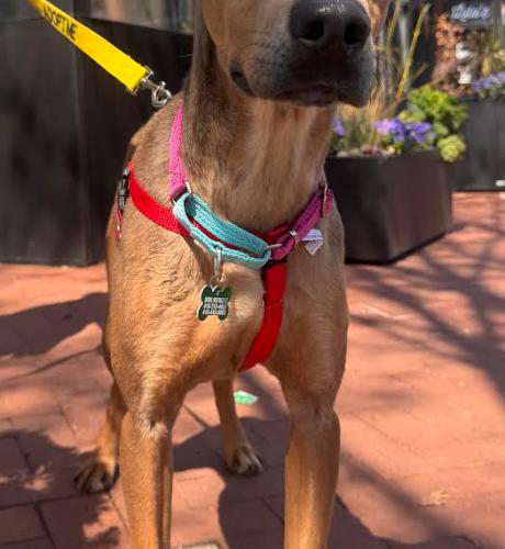 Enlarge Bambi, a Adoptable mixed breed in Washington DC, DC image 4/6