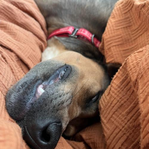 Enlarge Bambi, a Adoptable mixed breed in Washington DC, DC image 5/6