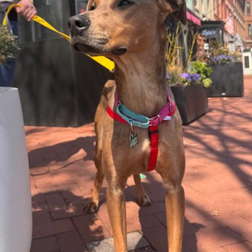 Enlarge Bambi, a Adoptable mixed breed in Washington DC, DC image 6/6