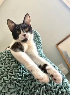 BowTie, a ADOPTABLE Domestic Short Hair in Hull, MA image 4/6