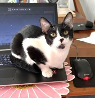 BowTie, ADOPTABLE, Kitten Female Domestic Short Hair.