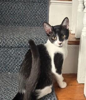 BowTie, a ADOPTABLE Domestic Short Hair in Hull, MA image 2/6