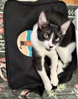 BowTie, a ADOPTABLE Domestic Short Hair in Hull, MA image 3/6