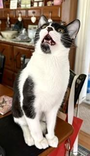 BowTie, a ADOPTABLE Domestic Short Hair in Hull, MA image 5/6