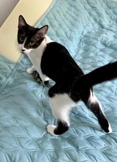 BowTie, a ADOPTABLE Domestic Short Hair in Hull, MA image 6/6