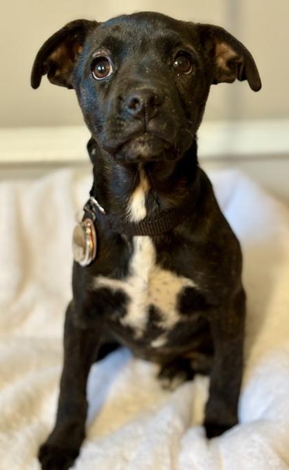 Penelope thumbnail 2