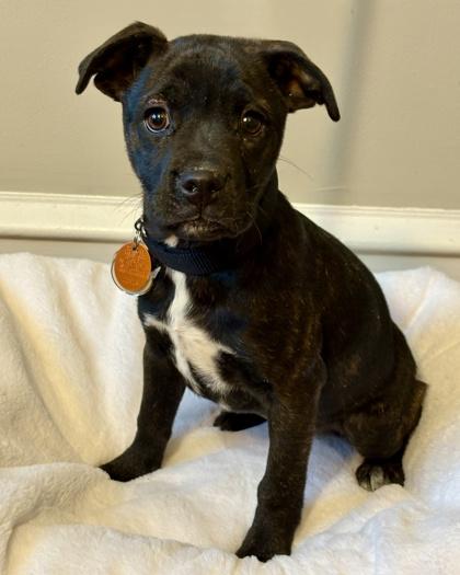 Penelope thumbnail 3