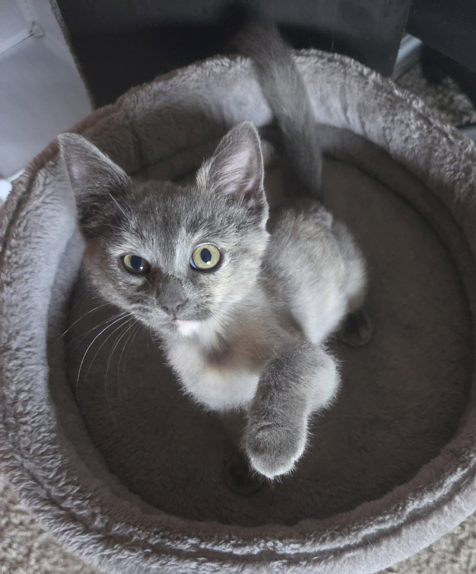 Nebula, Adoptable, Young Female Domestic Short Hair & Dilute Tortoiseshell.