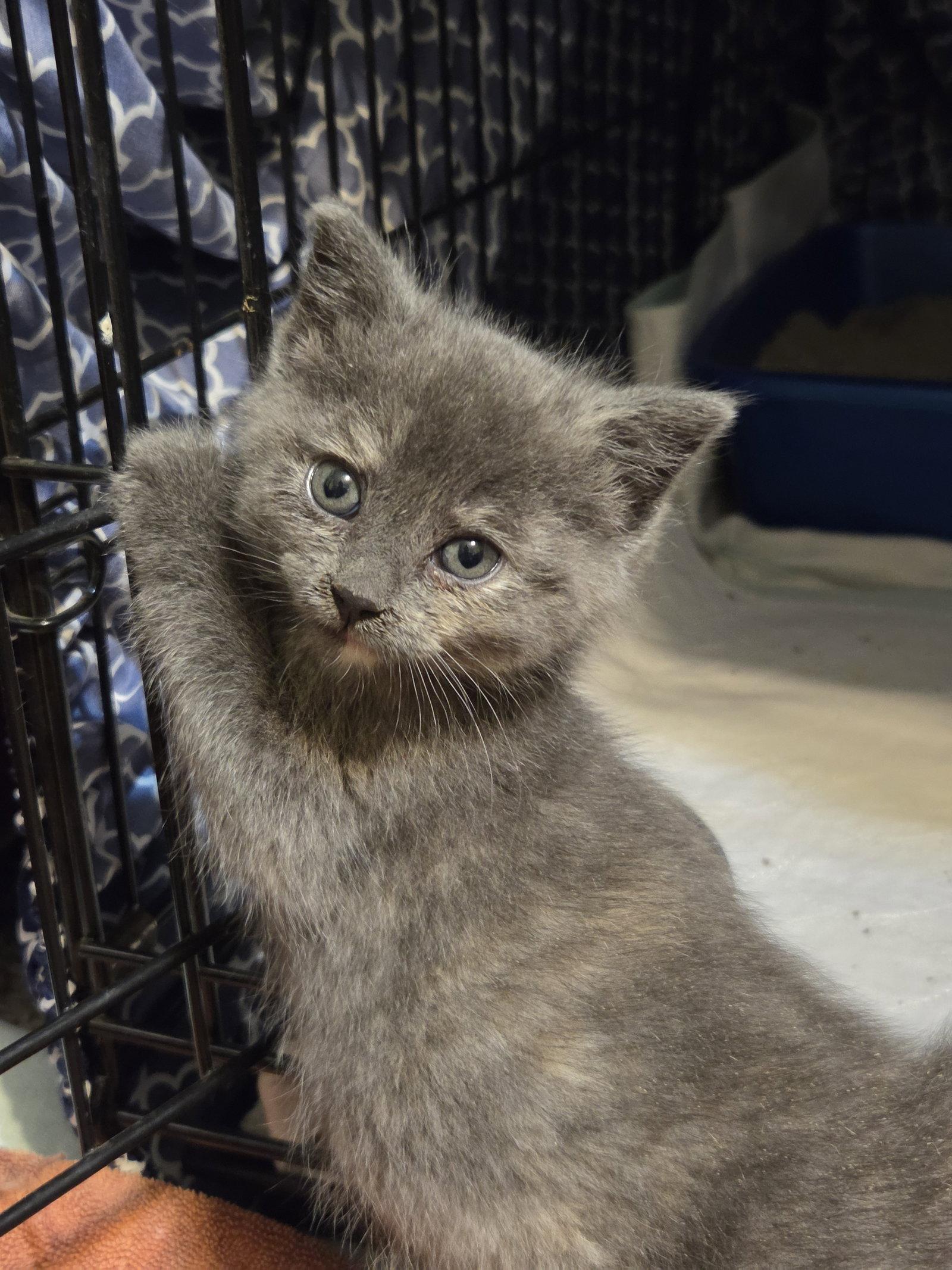 Enlarge Nebula, a Adoptable mixed breed in Williamsburg, IA image 2/3