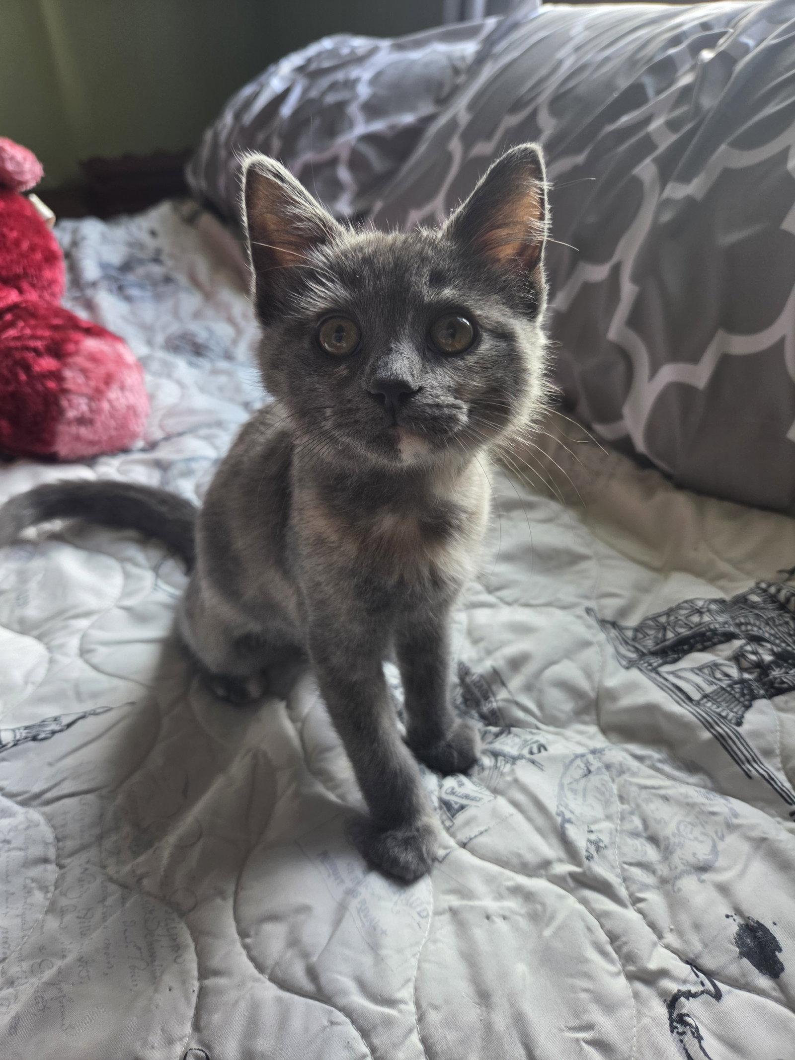 Enlarge Nebula, a Adoptable mixed breed in Williamsburg, IA image 3/3