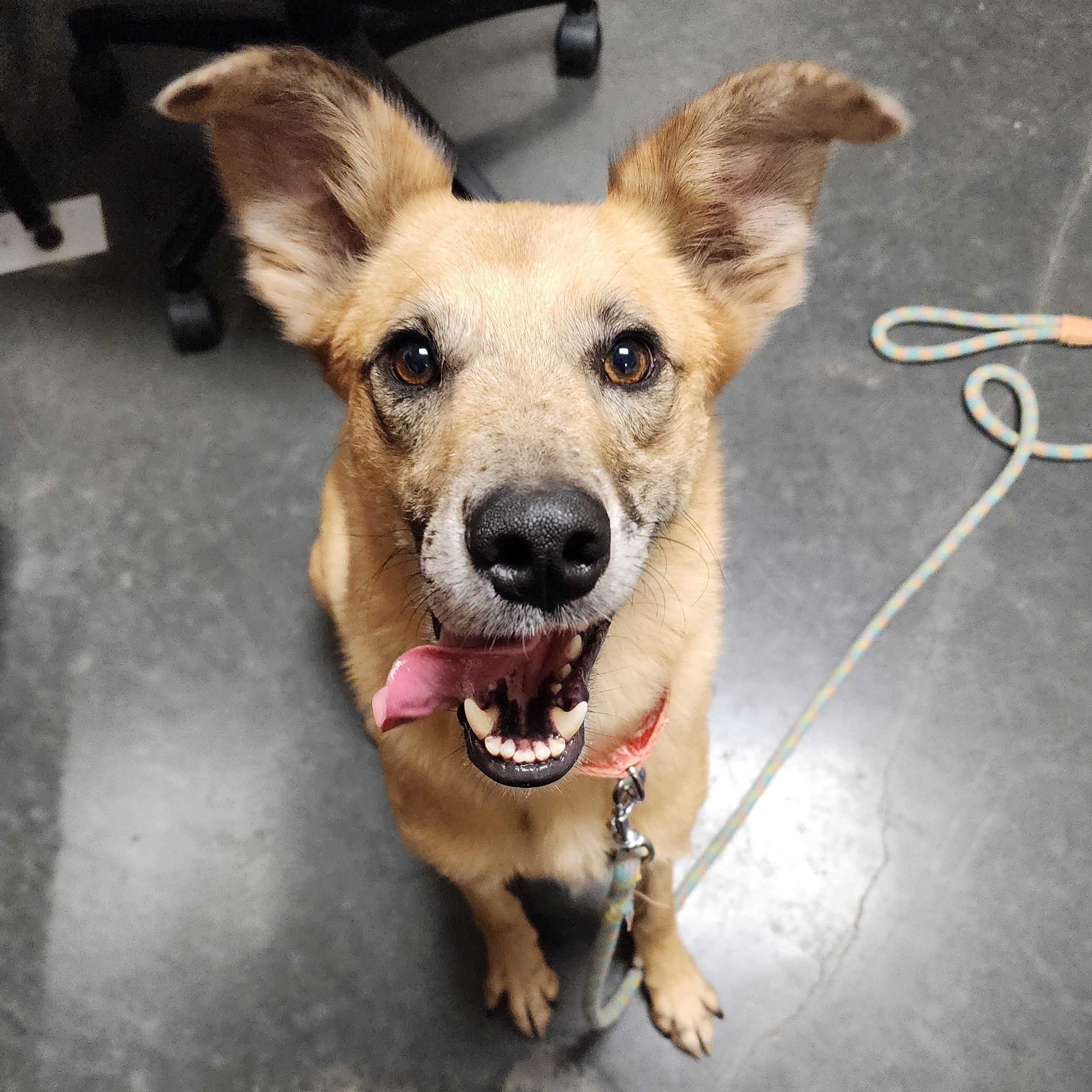 Enlarge Ranger, an adoptable mixed breed in Springfield, MO image 1/1