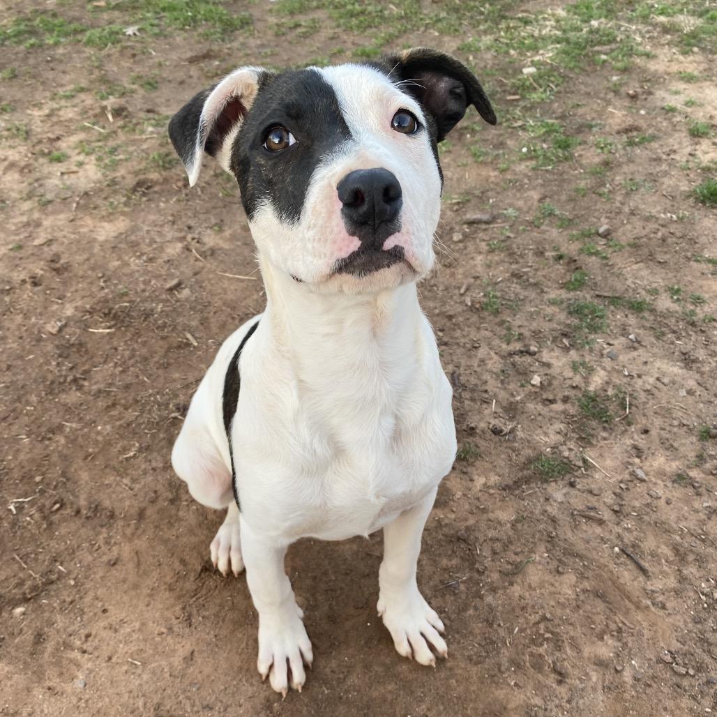 Hera, Adoptable, Puppy Female Pit Bull Terrier.