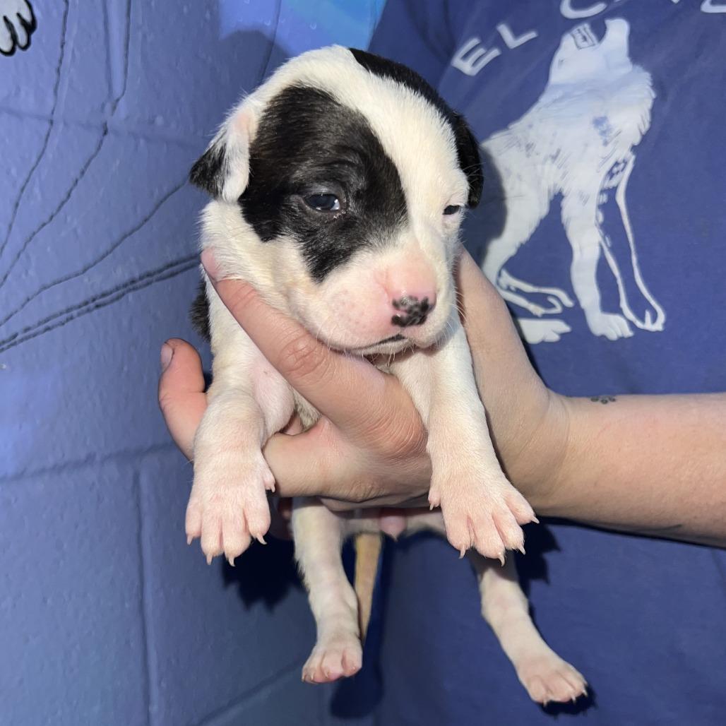 Enlarge Hera, a Adoptable Pit Bull Terrier in Stillwater, OK image 2/2