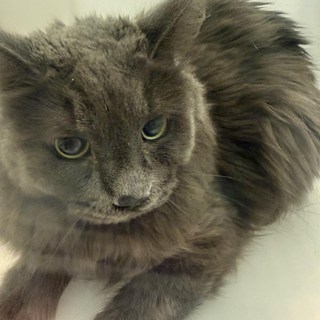 Smokey - Barn Cat, Adoptable, Adult Male Domestic Long Hair.