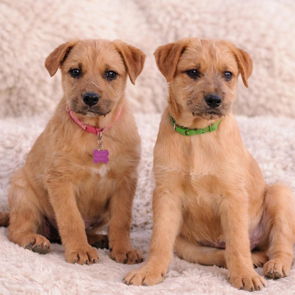 Coral, a Adoptable mixed breed in Phoenix, AZ image 1/4