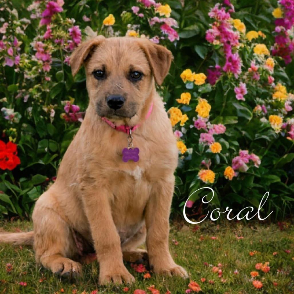 Coral, a Adoptable mixed breed in Phoenix, AZ image 2/4