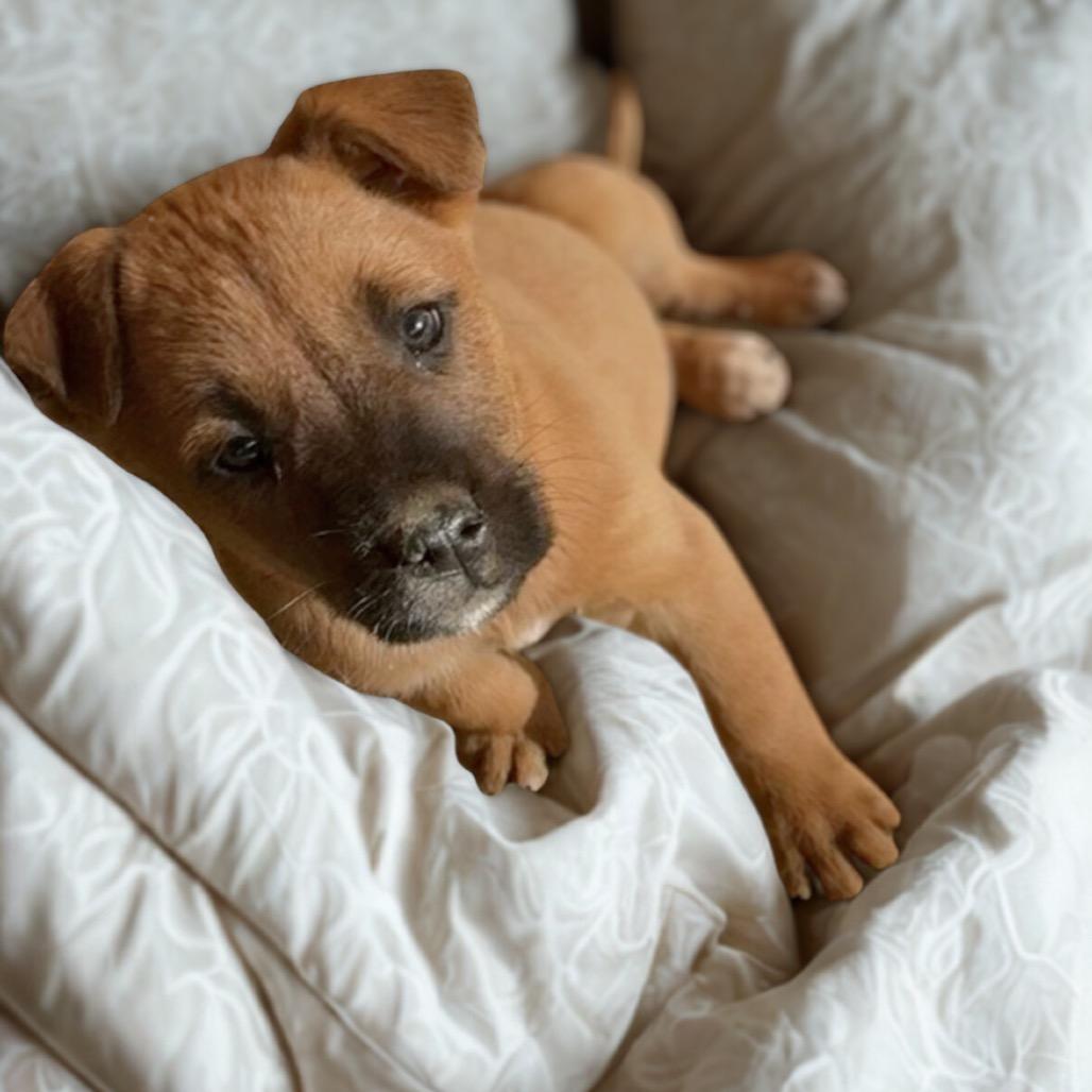 Coral, a Adoptable mixed breed in Phoenix, AZ image 4/4