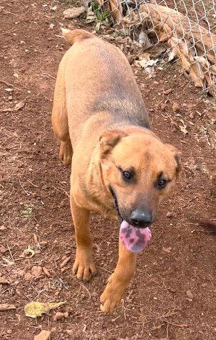 Enlarge Bear, a Adoptable Australian Cattle Dog / Blue Heeler in Carrollton, GA image 1/3