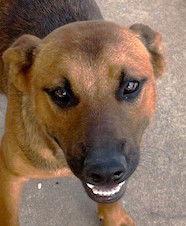 Enlarge Bear, a Adoptable Australian Cattle Dog / Blue Heeler in Carrollton, GA image 2/3