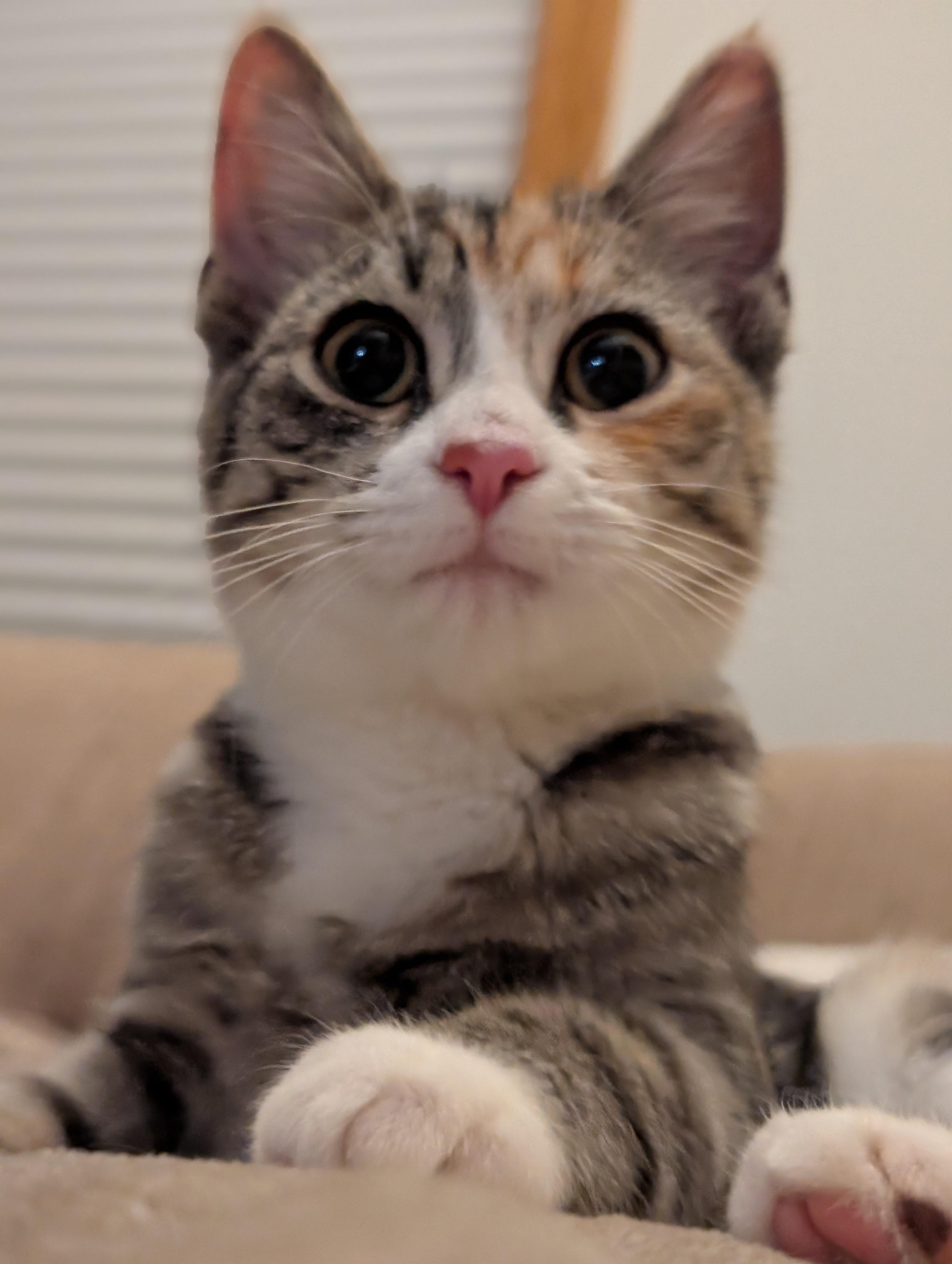 Enlarge Bashful and Happy, a Adoptable American Shorthair in Brooklyn, NY image 1/5