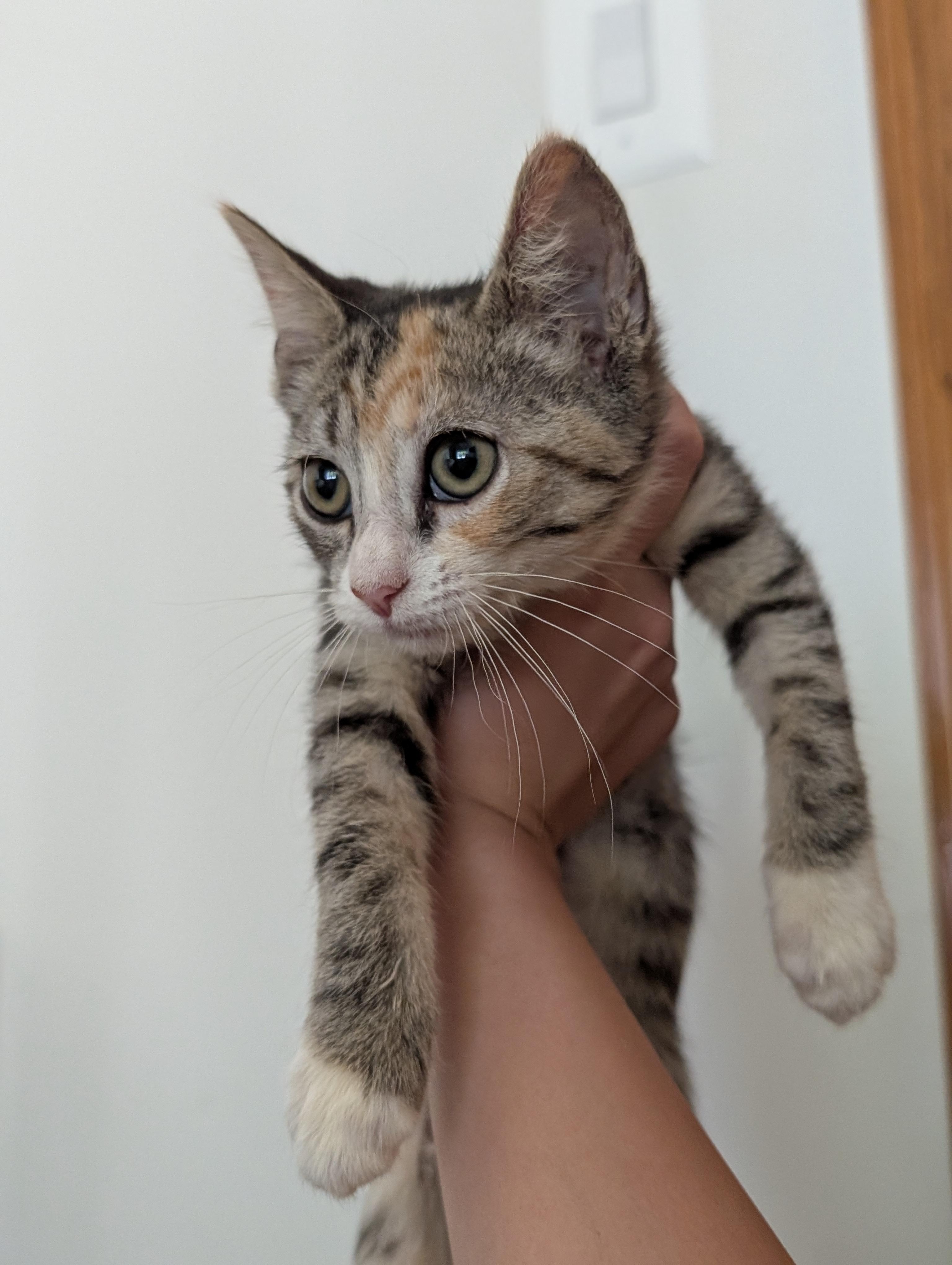 Bashful and Happy, Adoptable, Kitten Female American Shorthair.