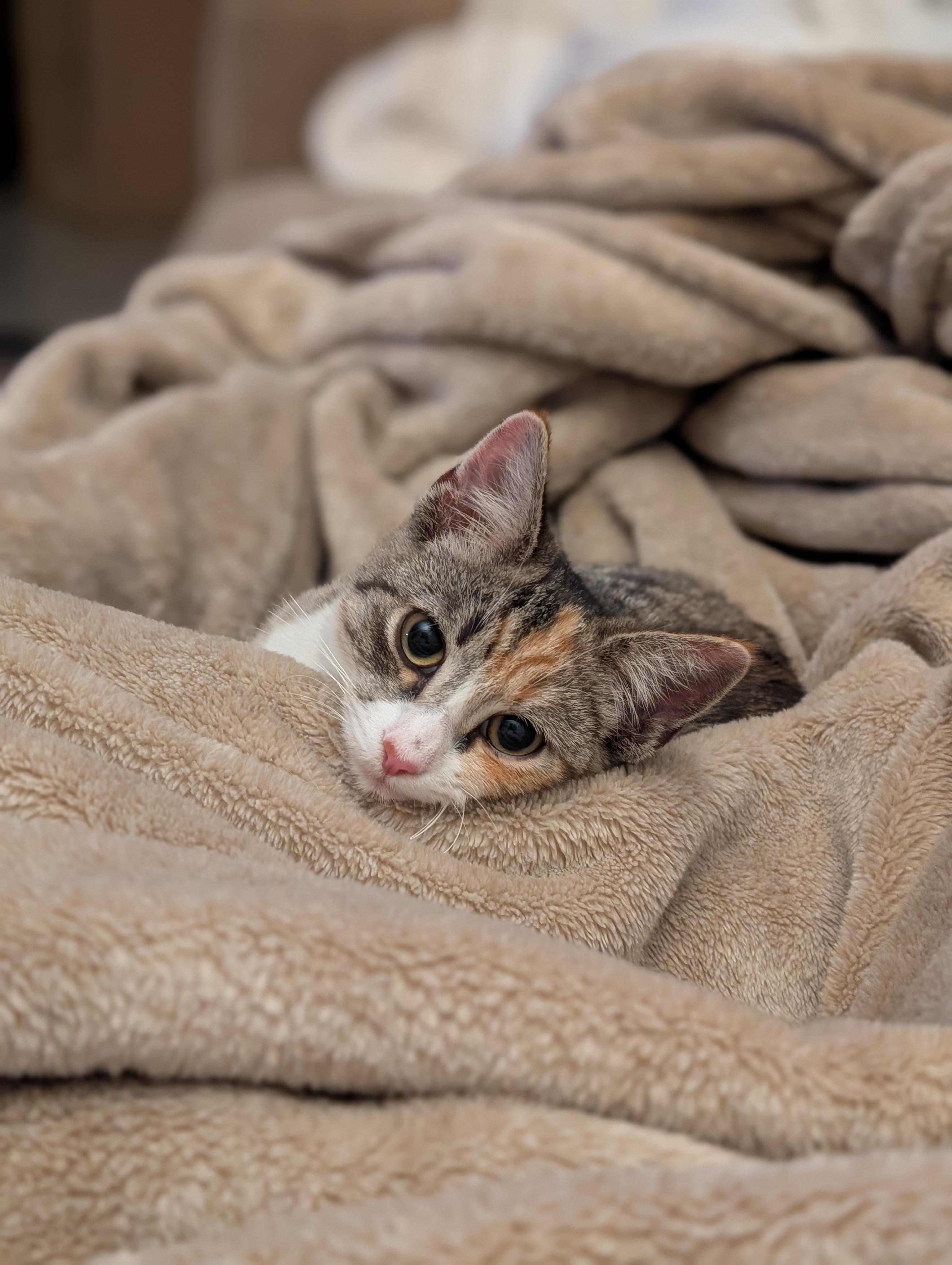 Enlarge Bashful and Happy, a Adoptable American Shorthair in Brooklyn, NY image 3/5