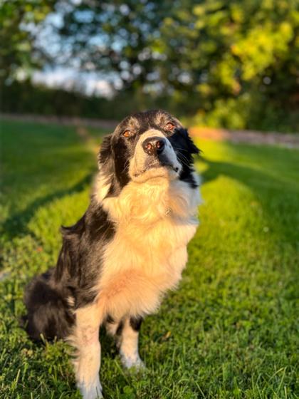 Rapunzel (HW+) Foster to adopt