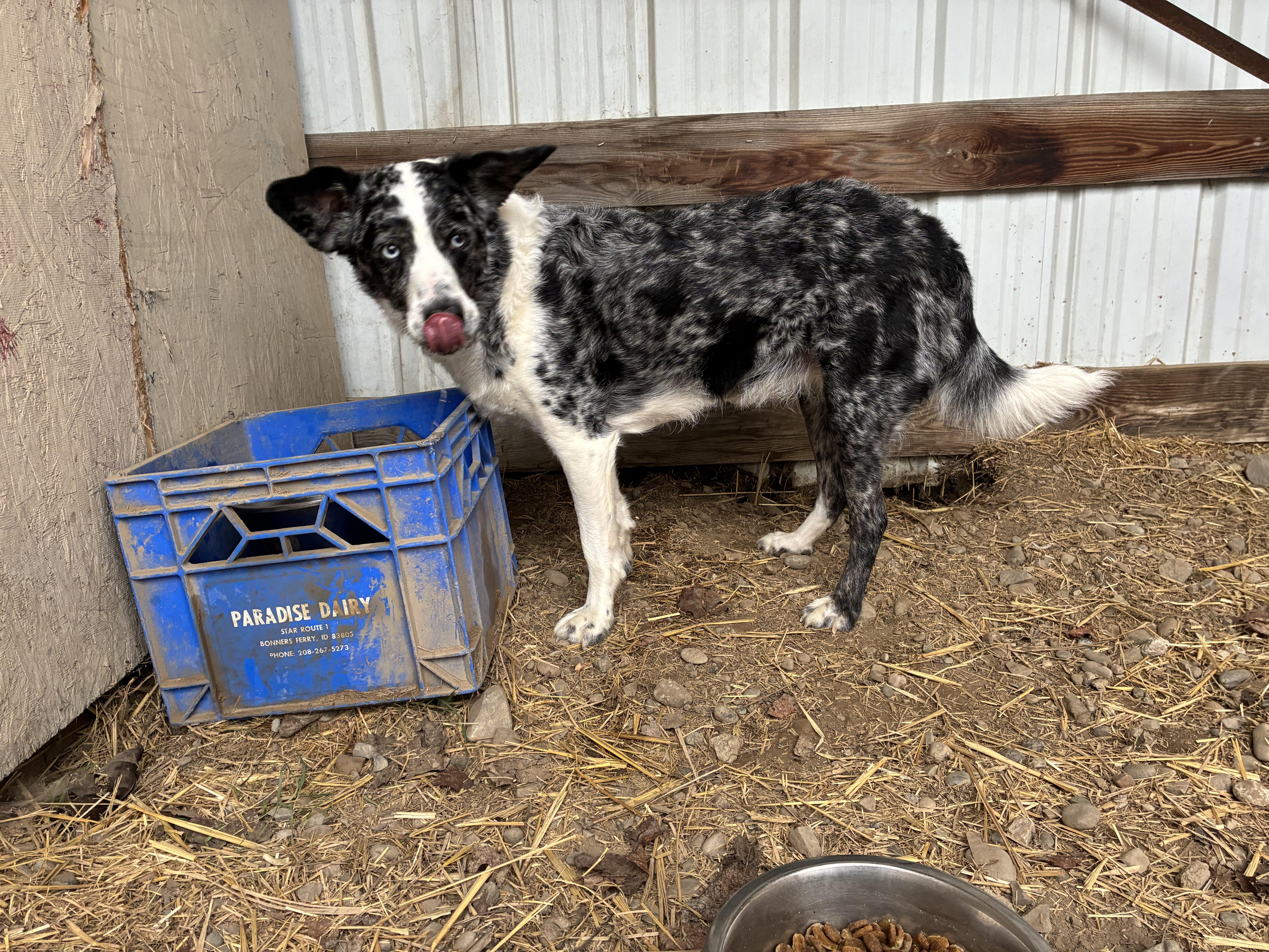 Enlarge Millie, an adopted mixed breed in Bonners Ferry, ID image 5/5