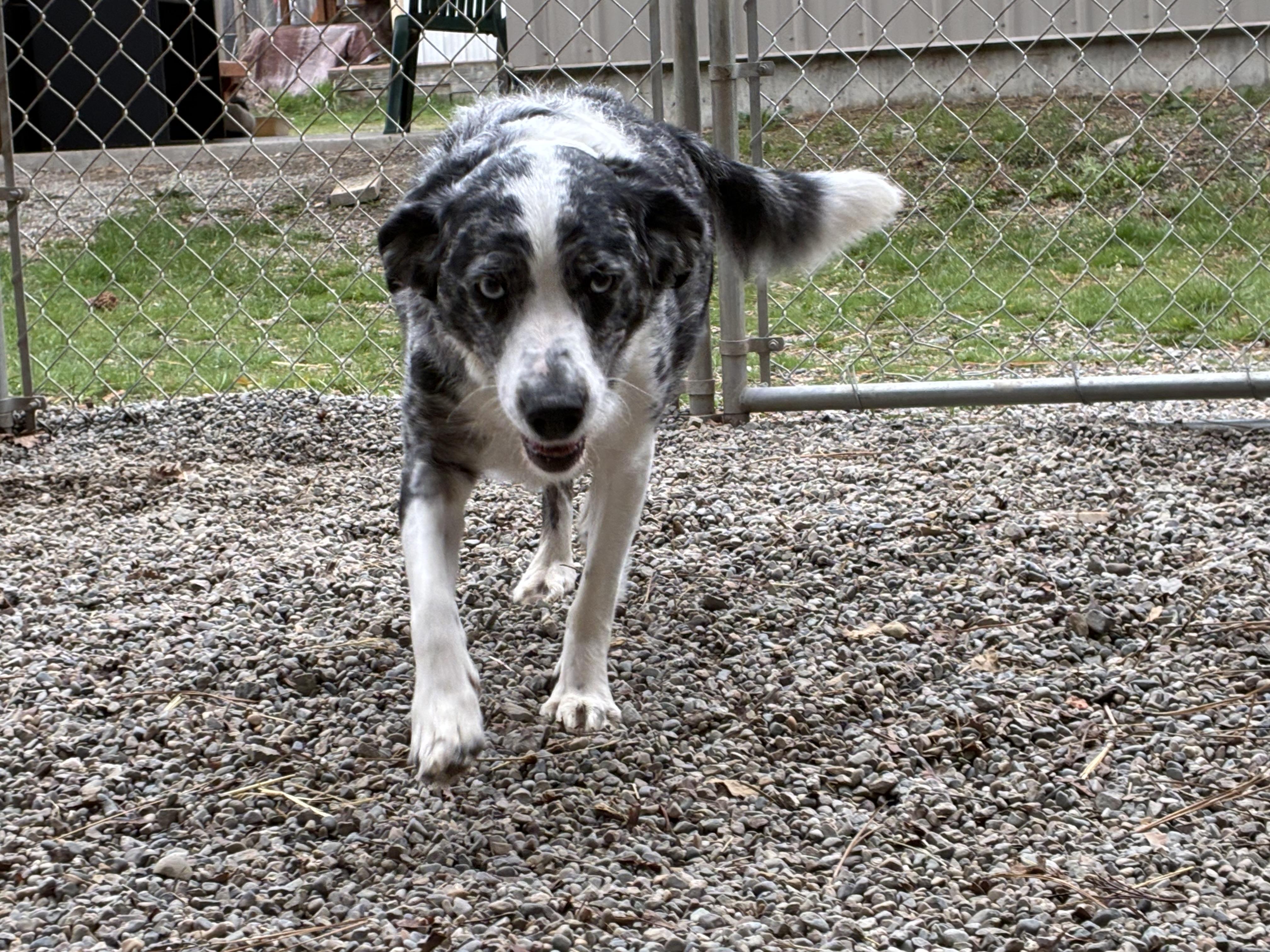 Enlarge Millie, an adopted mixed breed in Bonners Ferry, ID image 1/5