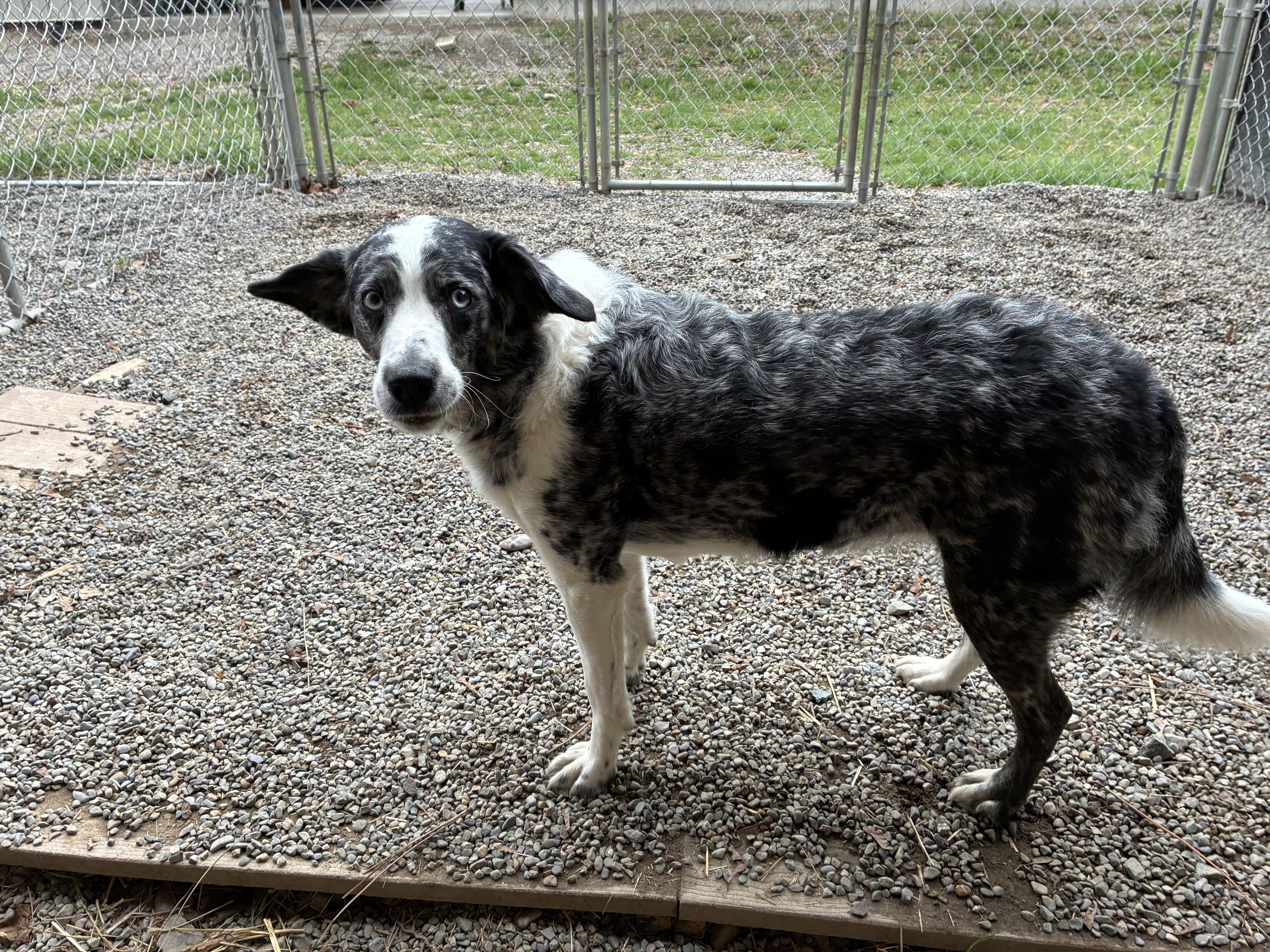 Enlarge Millie, an adopted mixed breed in Bonners Ferry, ID image 2/5