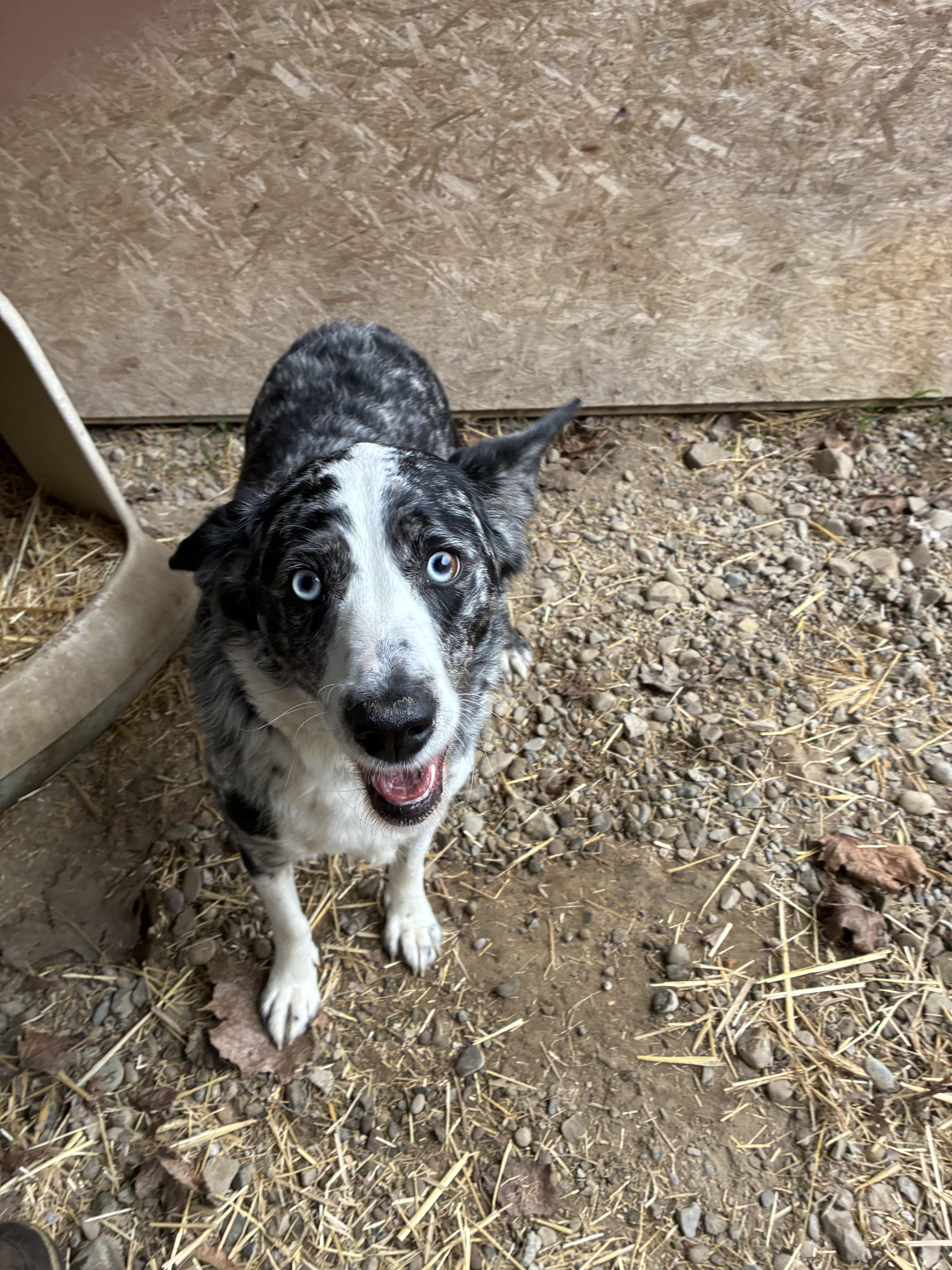 Enlarge Millie, an adopted mixed breed in Bonners Ferry, ID image 4/5