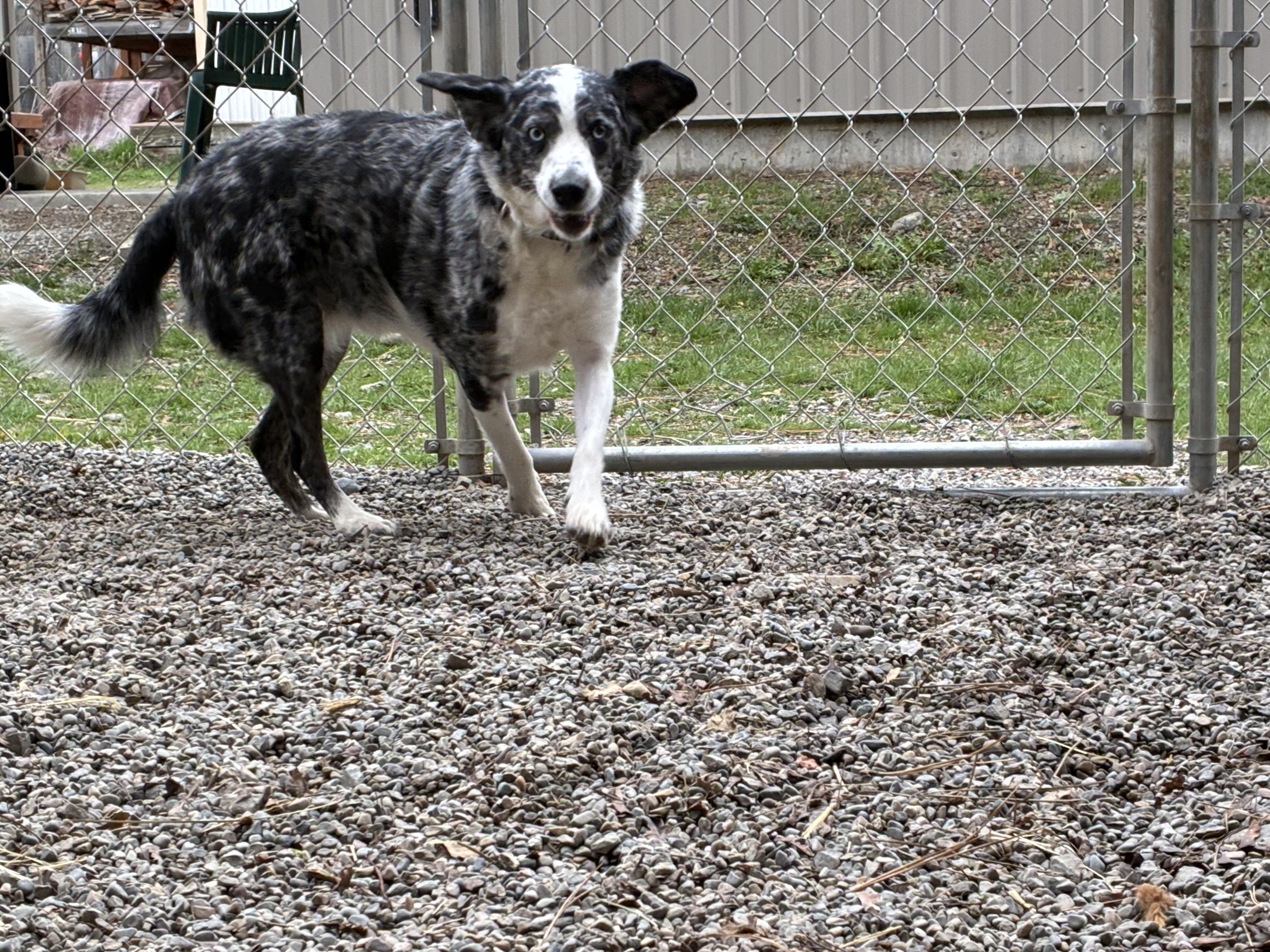 Enlarge Millie, an adopted mixed breed in Bonners Ferry, ID image 3/5