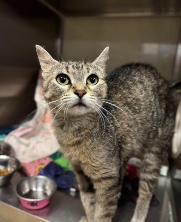Cha-Cha - At Petco, Adoptable, Young Female Domestic Short Hair.