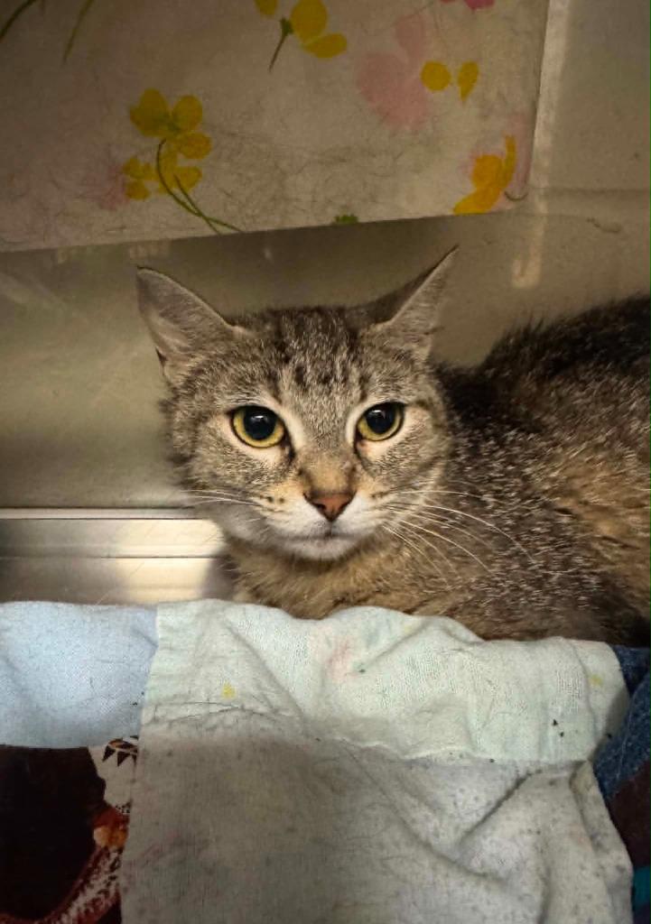 Enlarge Cha-Cha, a Adoptable mixed breed in Grand Forks, ND image 1/1