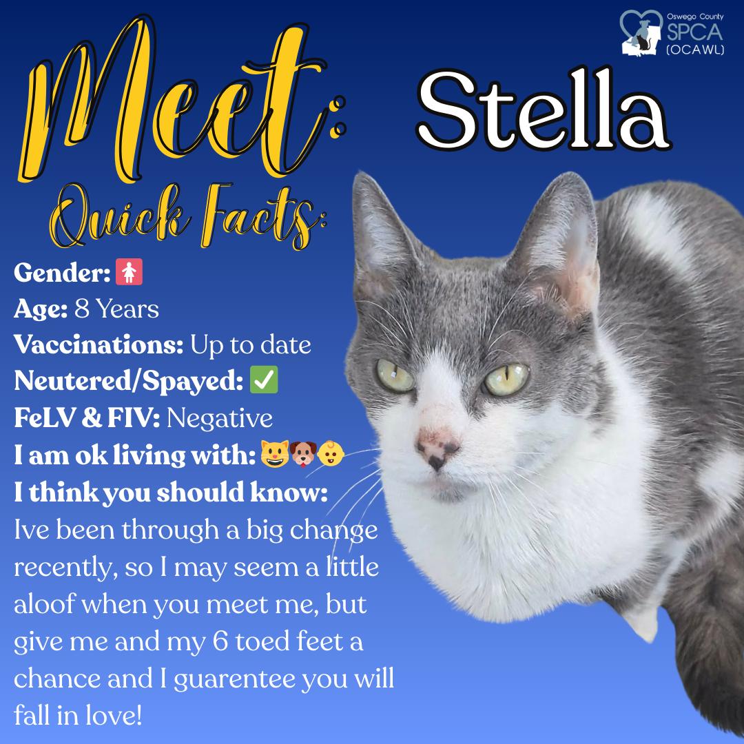 Enlarge Stella, a ADOPTABLE Domestic Short Hair in Fulton, NY image 1/5