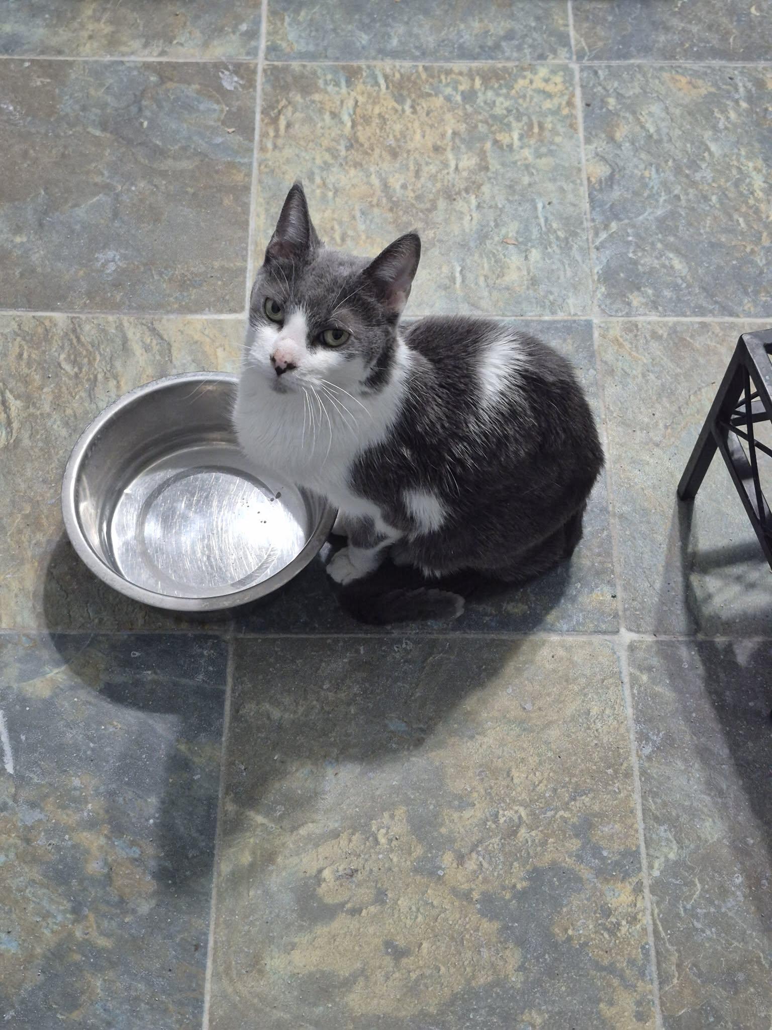 Enlarge Stella, a ADOPTABLE Domestic Short Hair in Fulton, NY image 4/5