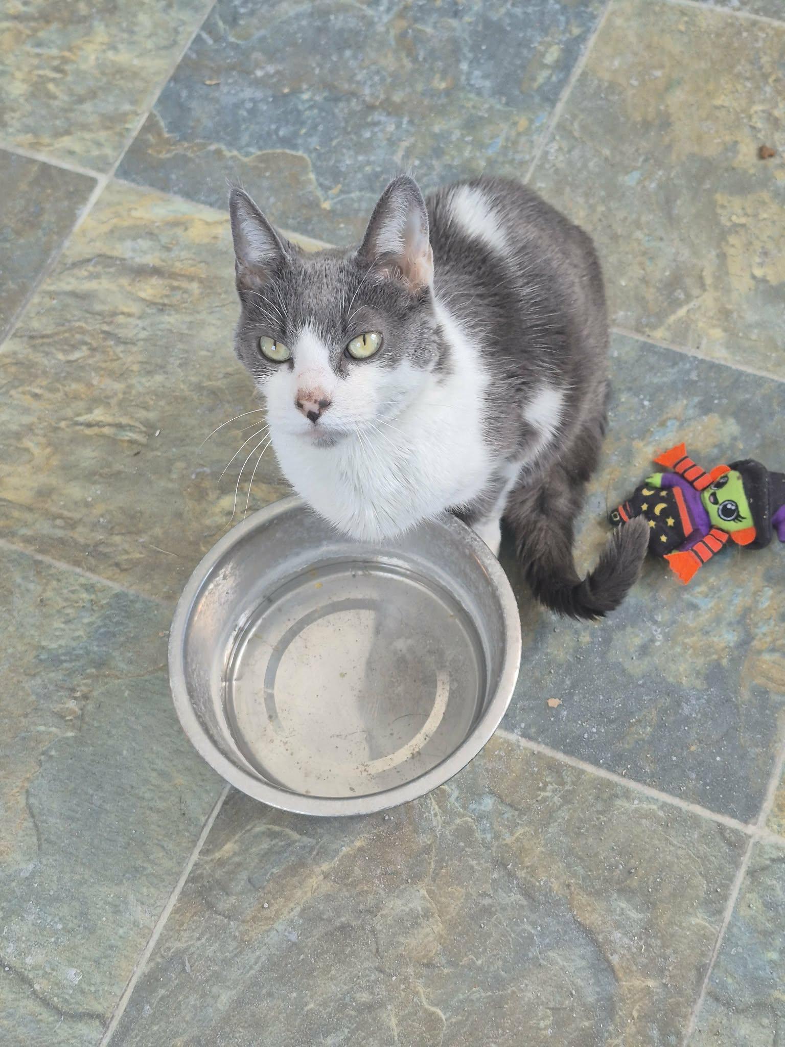 Enlarge Stella, a ADOPTABLE Domestic Short Hair in Fulton, NY image 5/5