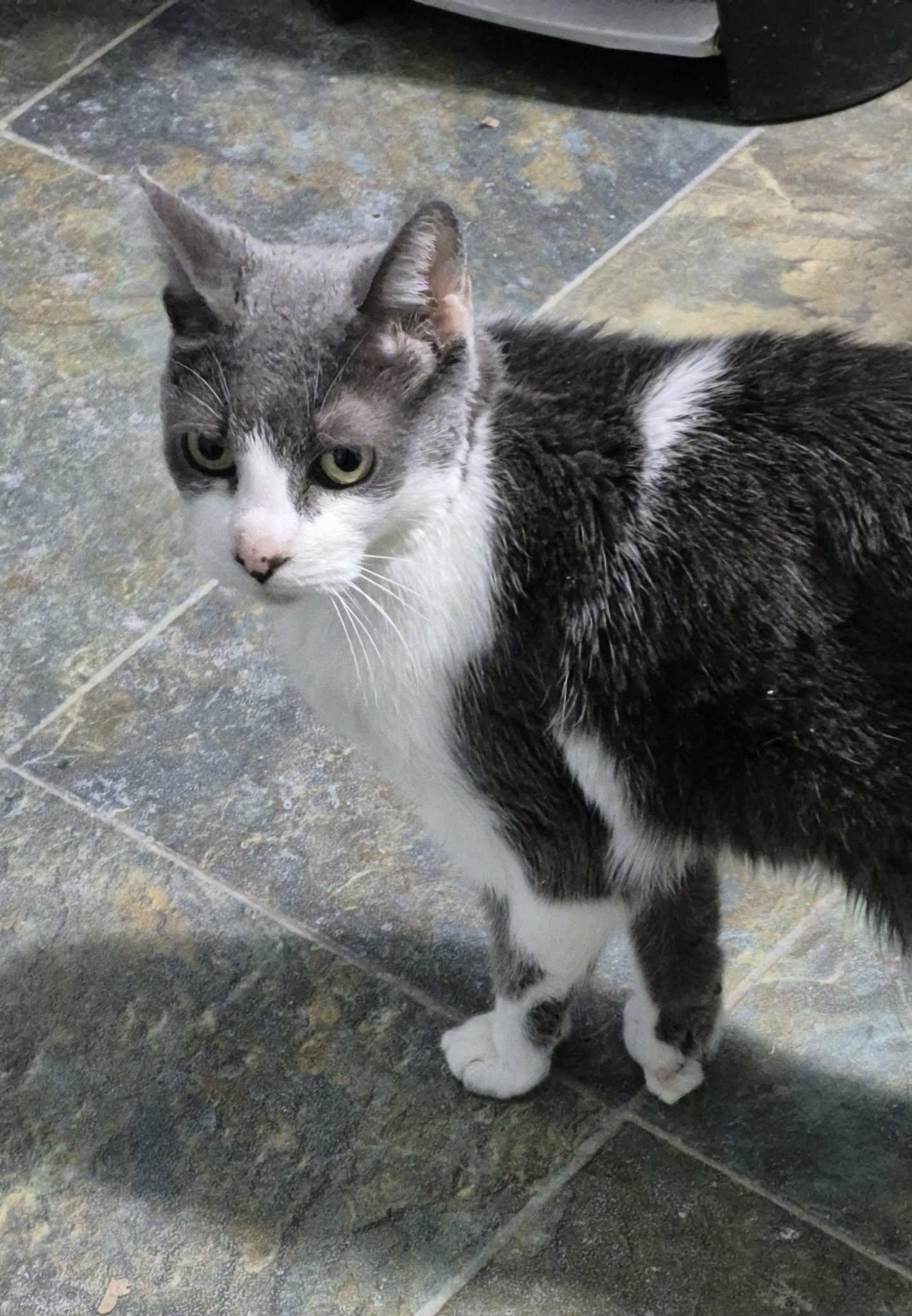 Enlarge Stella, a ADOPTABLE Domestic Short Hair in Fulton, NY image 3/5