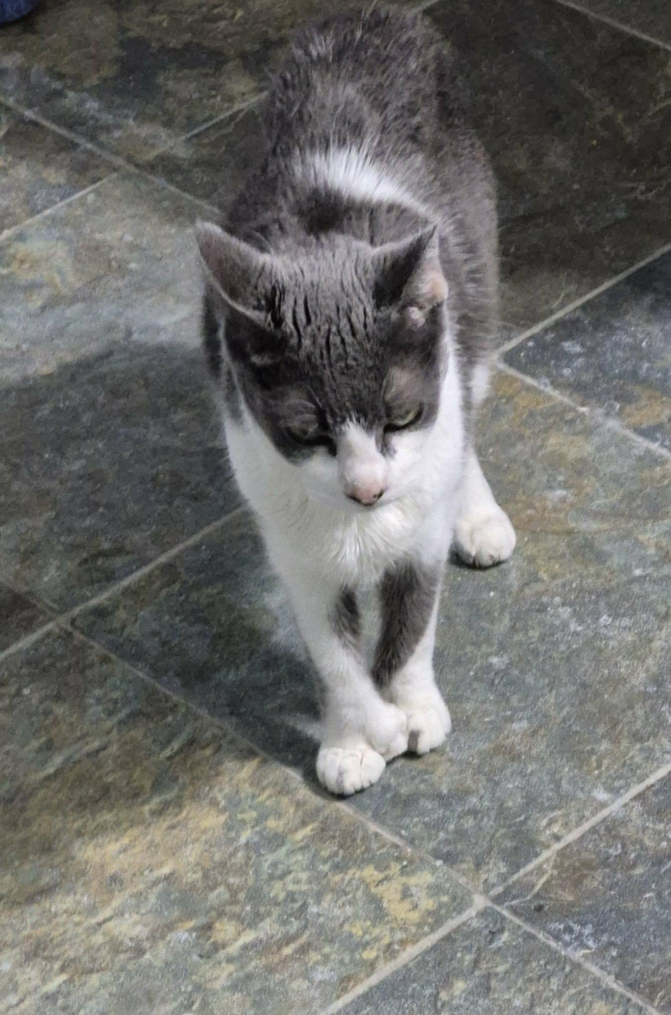 Enlarge Stella, a ADOPTABLE Domestic Short Hair in Fulton, NY image 2/5