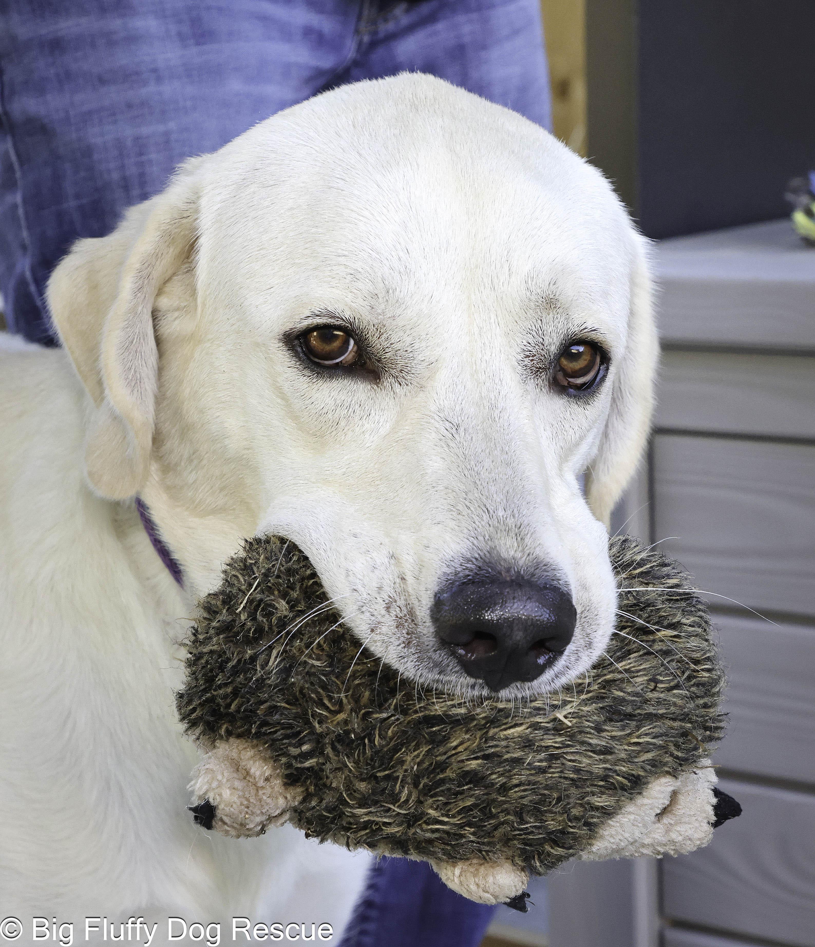 Enlarge Ruby, a Adoptable mixed breed in Paducah, KY image 5/6