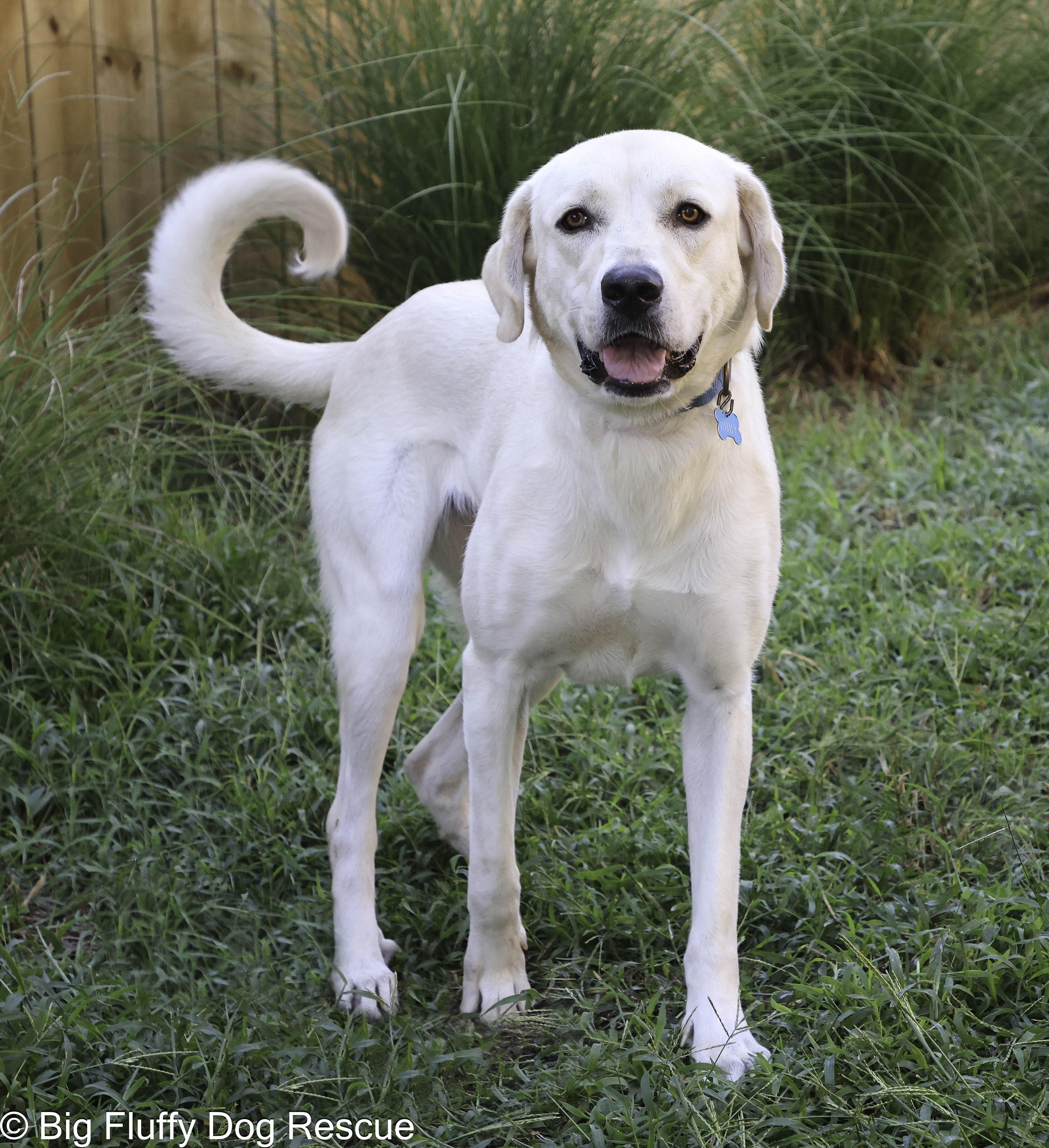 Enlarge Ruby, a Adoptable mixed breed in Paducah, KY image 4/6