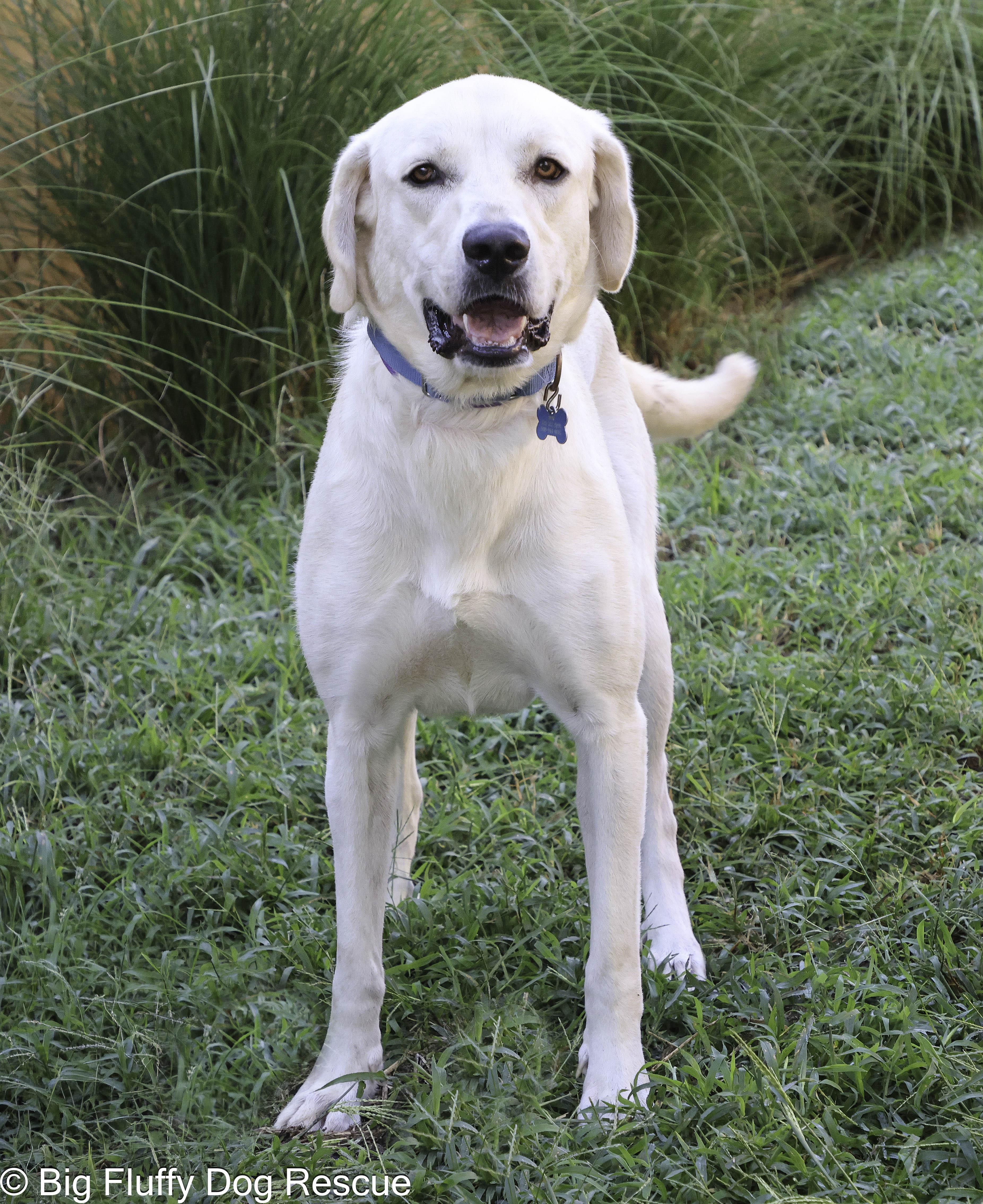 Enlarge Ruby, a Adoptable mixed breed in Paducah, KY image 1/6