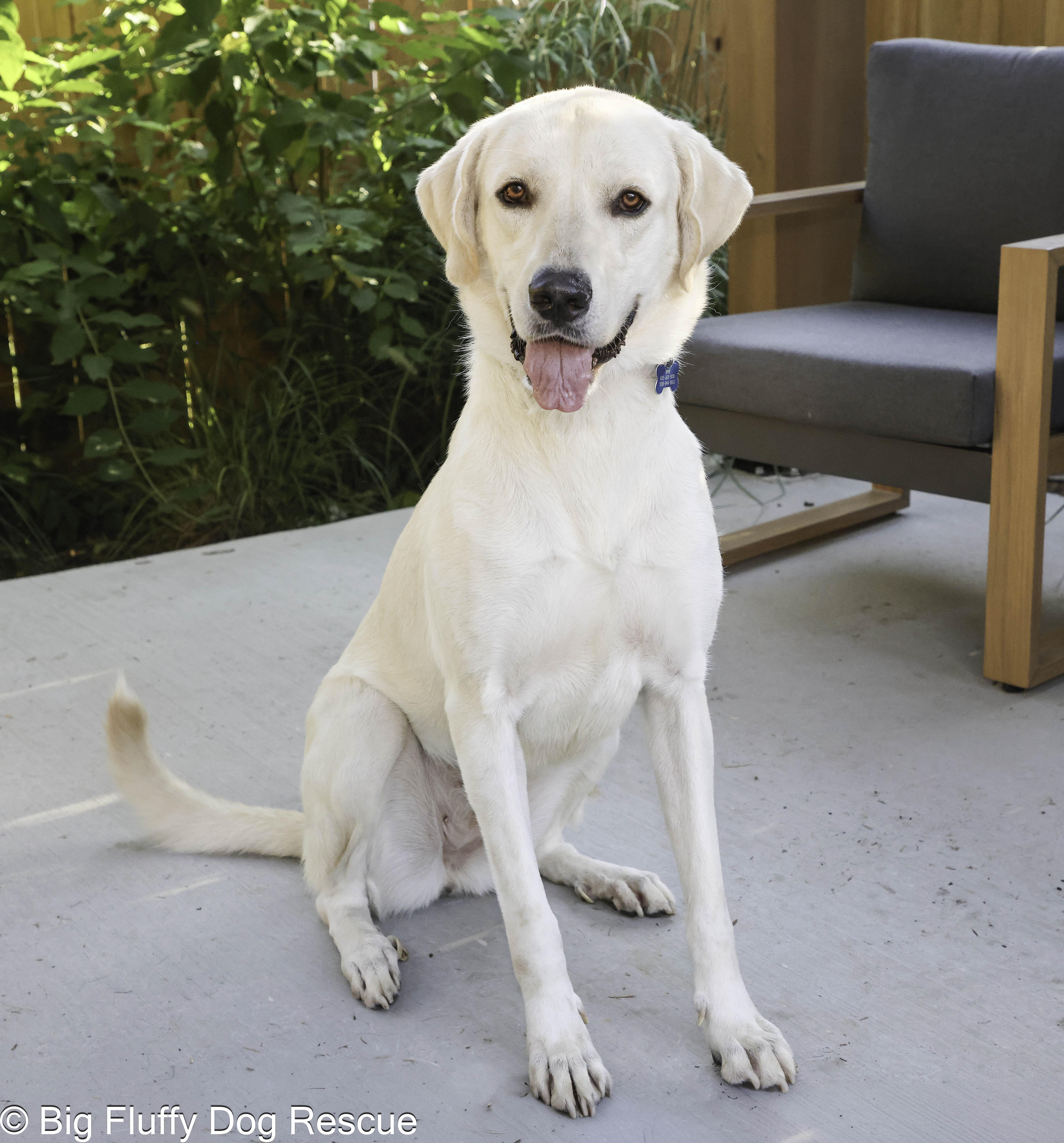 Enlarge Ruby, a Adoptable mixed breed in Paducah, KY image 2/6