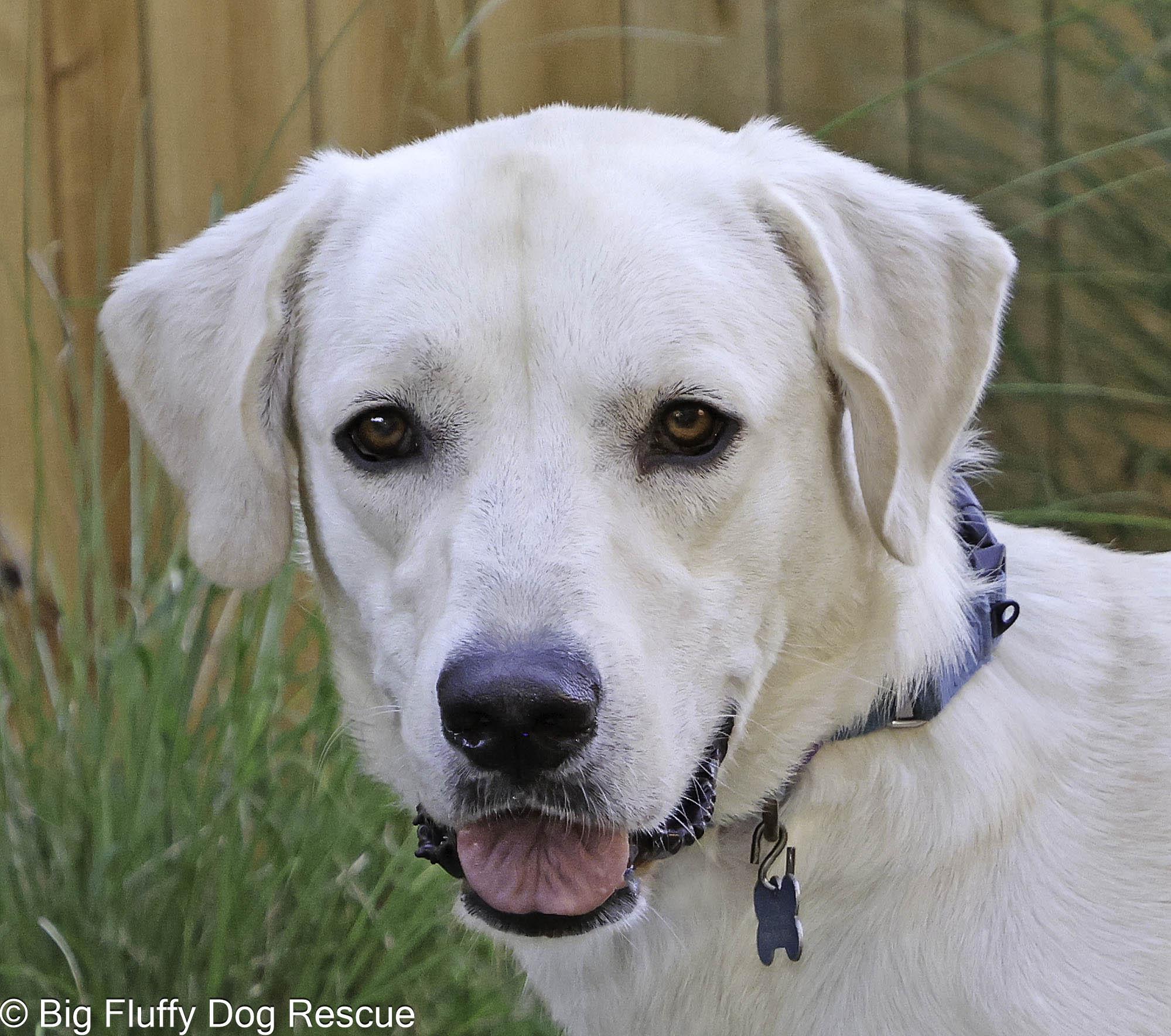 Enlarge Ruby, a Adoptable mixed breed in Paducah, KY image 3/6